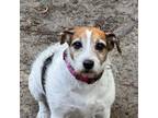 Adopt Charli a Jack Russell Terrier