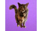 Adopt Duchess a Domestic Short Hair