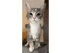 Adopt Tortellini a Calico, American Bobtail