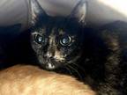 Adopt TORI a Domestic Short Hair