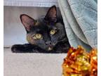 Adopt Kesa now Mocha a Domestic Short Hair