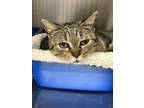 Adopt Mindy a Domestic Short Hair