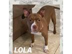 Adopt LOLA a Pit Bull Terrier