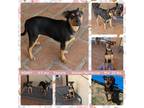 Adopt HONEY a Australian Cattle Dog / Blue Heeler, Rat Terrier