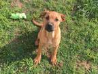 Adopt Wilhelmina a Mixed Breed