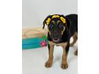 Adopt Scallop a German Shepherd Dog, Rottweiler