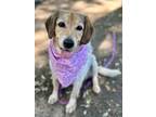 Adopt Zeniba Waller a Beagle, Labrador Retriever