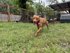 Adopt Estrella Emily a Vizsla, Pit Bull Terrier