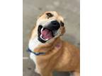 Adopt Essie a Labrador Retriever, Cattle Dog