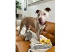 Adopt Libby Ark a Pit Bull Terrier