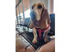 Adopt Lola Rivera a Basset Hound