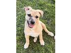 Adopt Tamera Johnson a American Staffordshire Terrier, Australian Shepherd