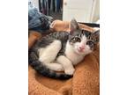 Adopt Paris a Domestic Short Hair