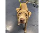 Adopt Dynasty a Pit Bull Terrier