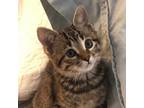 Adopt Bobbin a Domestic Short Hair