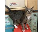 Adopt Tippie a Domestic Short Hair