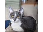 Adopt Donna a Domestic Short Hair