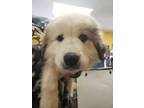 Adopt Aspen a Great Pyrenees