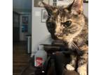 Adopt Greta a Domestic Short Hair