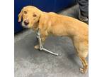 Adopt Sunshine a Retriever, Mixed Breed