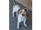 Adopt Driftwood a American Staffordshire Terrier, Mixed Breed