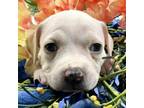 Adopt Sierra a Pit Bull Terrier