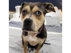 Adopt Lexus a Pit Bull Terrier