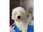 Adopt Dodi a Bichon Frise