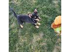 Adopt Rose a Australian Kelpie