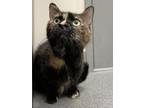 Adopt Chip a Domestic Short Hair