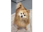 Adopt Sadie a Pomeranian