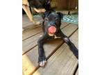 Adopt Bentley a American Staffordshire Terrier, Labrador Retriever