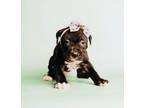 Adopt Bentley a Pit Bull Terrier, American Bully