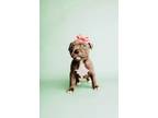 Adopt Mercedes a Pit Bull Terrier, American Bully
