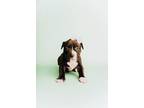 Adopt Tesla a Pit Bull Terrier, American Bully