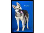 Adopt 55702834 a German Shepherd Dog, Mixed Breed
