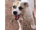 Adopt Shamrock a Mixed Breed