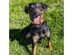 Adopt Cheerio a Terrier, Miniature Pinscher