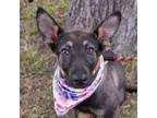 Adopt Xena Warrior Princess a German Shepherd Dog