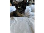 Adopt Currant a Domestic Short Hair