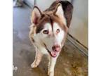 Adopt Sable a Husky