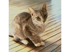 Adopt Tori a Domestic Short Hair