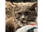 Adopt Boots a Domestic Long Hair
