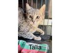 Adopt Talia a Tabby