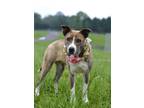 Adopt Evelyn - Stray Hold a Terrier, Mixed Breed