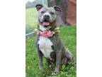 Adopt Dairy - Adoptable a Pit Bull Terrier, Mixed Breed