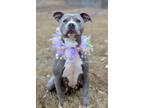 Adopt Dairy - Adoptable a Pit Bull Terrier, Mixed Breed