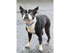 Adopt Edna - Stray Hold a Boston Terrier