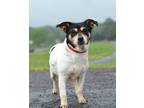 Adopt Ellie - Stray Hold a Jack Russell Terrier, Mixed Breed