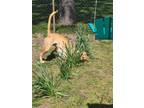 Adopt Betty - Pending Adoption a Labrador Retriever